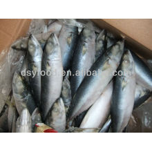 Pacific Mackerel Precio